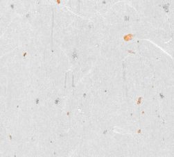 紙見本｜スター印小間紙