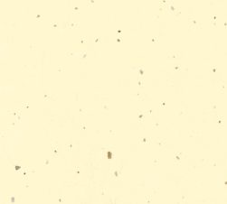 紙見本｜スター印小間紙